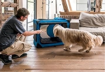 Идеальная собака не выгуливает хозяина. Как воспитать собаку без вредных привычек Идеальная собака не выгуливает хозяина. Как воспитать собаку без вредных привычек