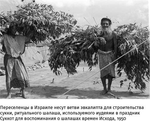 Маленький плохой заяц, или Взаимосвязь религии и окружающей среды Маленький плохой заяц, или Взаимосвязь религии и окружающей среды