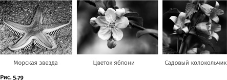 Карнавал молекул Карнавал молекул