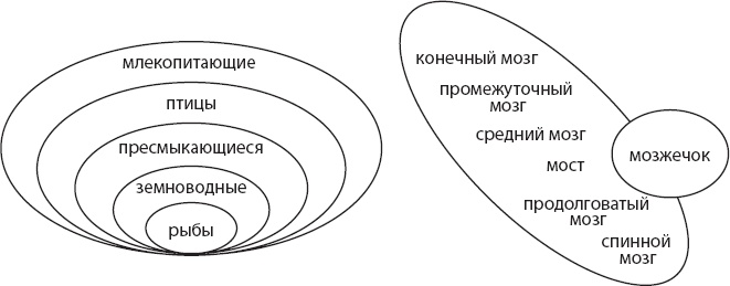 Мозг. Такой ли он особенный? Мозг. Такой ли он особенный?