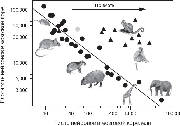 Мозг. Такой ли он особенный?