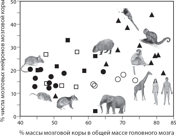 Мозг. Такой ли он особенный? Мозг. Такой ли он особенный?