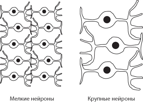 Мозг. Такой ли он особенный? Мозг. Такой ли он особенный?