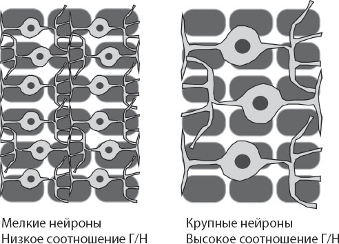 Мозг. Такой ли он особенный? Мозг. Такой ли он особенный?