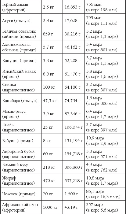 Мозг. Такой ли он особенный?