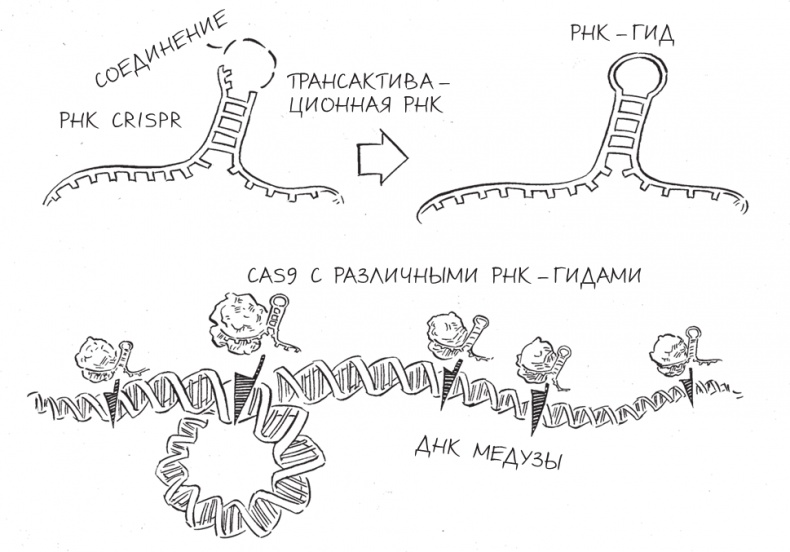 Трещина в мироздании