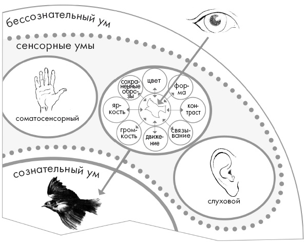 Свет ума Свет ума