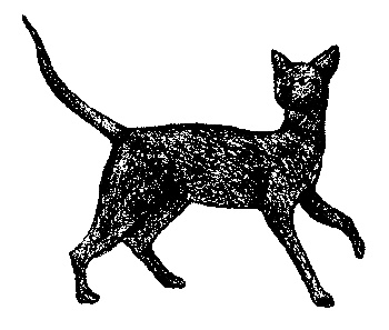 Кот для двоих Кот для двоих