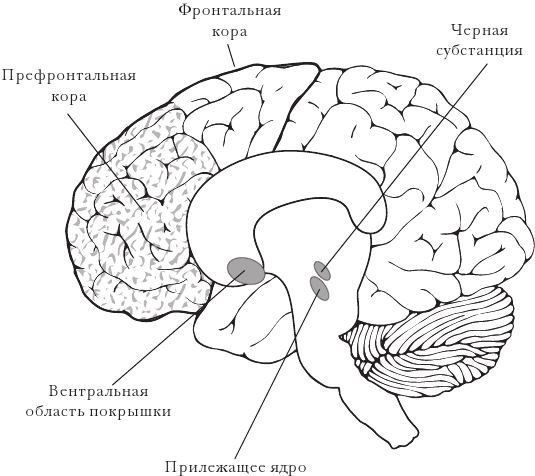 Эластичность