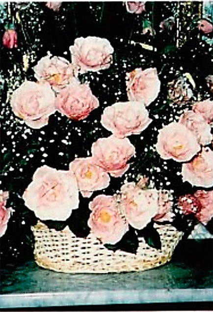 Меркьюри и я. Богемская рапсодия, любовь и котики Меркьюри и я. Богемская рапсодия, любовь и котики