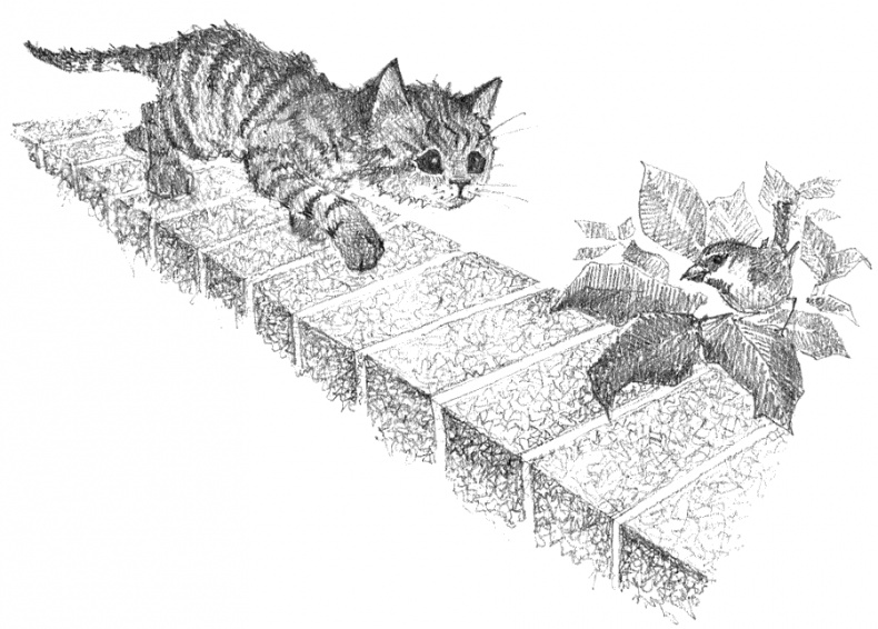 Котёнок Тигр, или Искатель приключений Котёнок Тигр, или Искатель приключений