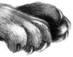 День огня День огня