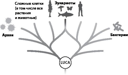 Эволюция. От Дарвина до современных теорий