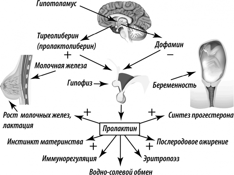 ГОРМОНичное тело ГОРМОНичное тело