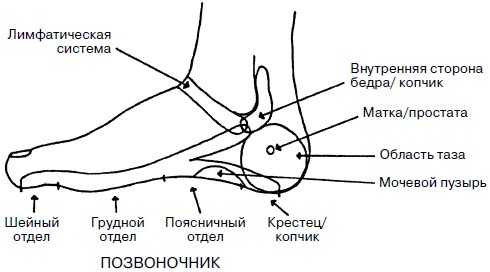 Целительные точки нашего тела. Практический атлас Целительные точки нашего тела. Практический атлас