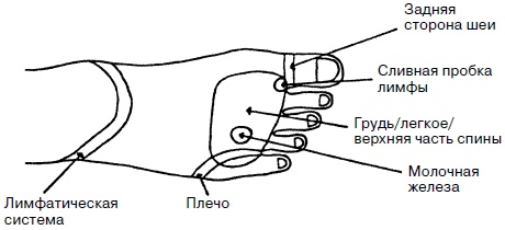 Целительные точки нашего тела. Практический атлас Целительные точки нашего тела. Практический атлас