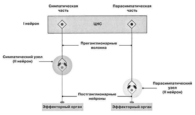 Здоровый мужчина в вашем доме Здоровый мужчина в вашем доме