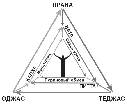 Аюрведа. Философия и травы Аюрведа. Философия и травы
