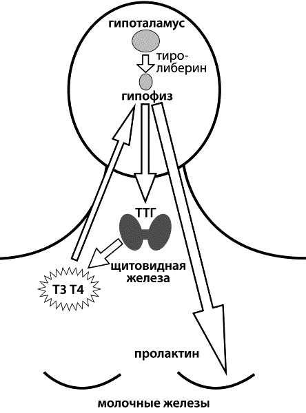 Материнство. От зачатия до родов Материнство. От зачатия до родов