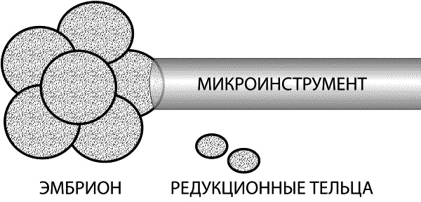 Материнство. От зачатия до родов Материнство. От зачатия до родов