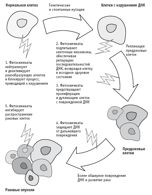 Питание как основа здоровья. Самый простой и естественный способ за 6 недель восстановить силы организма и сбросить лишний вес Питание как основа здоровья. Самый простой и естественный способ за 6 недель восстановить силы организма и сбросить лишний вес