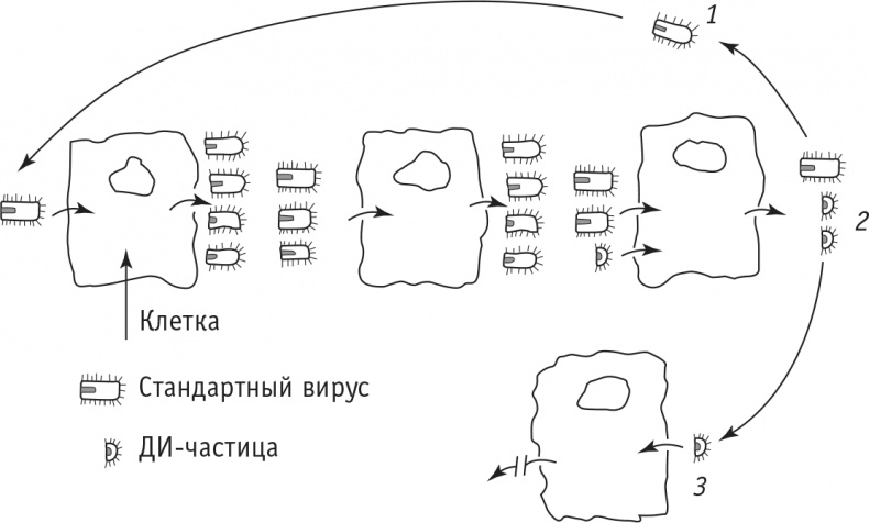 Многоликий вирус. Тайны скрытых инфекций