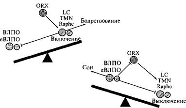 Сон. Почему мы спим и как нам это лучше всего удается Сон. Почему мы спим и как нам это лучше всего удается