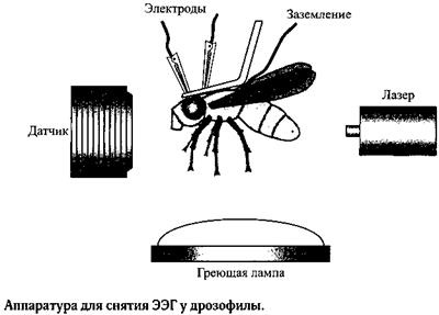 Сон. Почему мы спим и как нам это лучше всего удается Сон. Почему мы спим и как нам это лучше всего удается