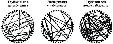 Сон. Почему мы спим и как нам это лучше всего удается Сон. Почему мы спим и как нам это лучше всего удается