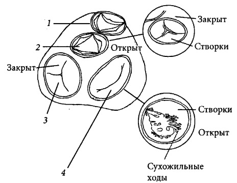 Здоровое сердце и сосуды Здоровое сердце и сосуды