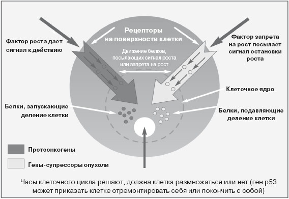 Ваша жизнь в ваших руках. Как понять, победить и предотвратить рак груди и яичников Ваша жизнь в ваших руках. Как понять, победить и предотвратить рак груди и яичников