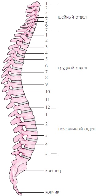 3 лучшие системы от боли в спине 3 лучшие системы от боли в спине