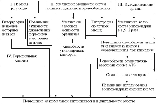 Массаж и лечебная физкультура Массаж и лечебная физкультура