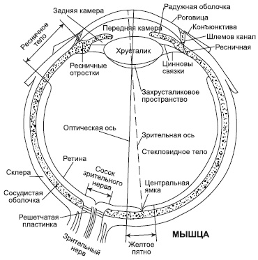 Зрение на 100%. Фитнес и диета для глаз Зрение на 100%. Фитнес и диета для глаз
