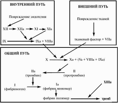 Заболевания крови. Полный справочник Заболевания крови. Полный справочник
