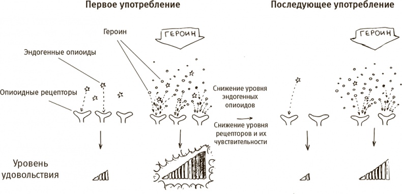 Кто бы мог подумать! Как мозг заставляет нас делать глупости Кто бы мог подумать! Как мозг заставляет нас делать глупости