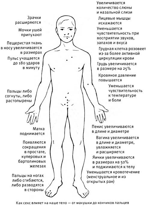 Любовь и секс. Как мы ими занимаемся Любовь и секс. Как мы ими занимаемся