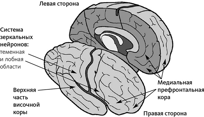 Майндсайт. Новая наука личной трансформации Майндсайт. Новая наука личной трансформации