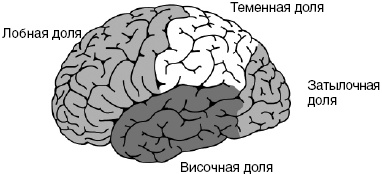 Антимозг. Цифровые технологии и мозг Антимозг. Цифровые технологии и мозг