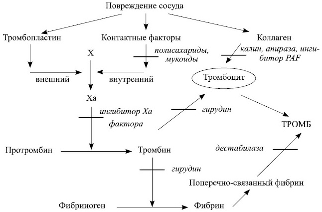 Лечение пиявками. Теория и практика гирудотерапии Лечение пиявками. Теория и практика гирудотерапии