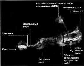 Рождение разума. Загадки нашего сознания Рождение разума. Загадки нашего сознания