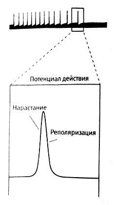 В поисках памяти В поисках памяти