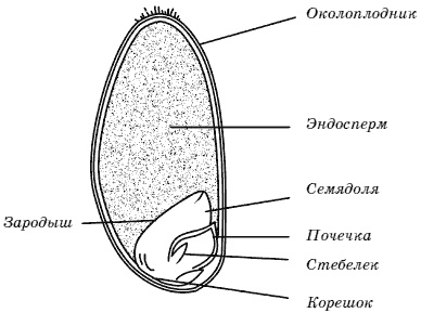 Огород у вас дома Огород у вас дома