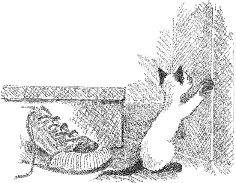 Котенок Фиалка, или Коробка с сюрпризом Котенок Фиалка, или Коробка с сюрпризом