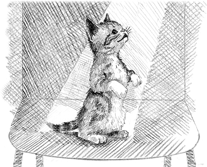 Котенок пират, или Ловкий коготь Котенок пират, или Ловкий коготь