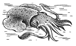 Дары моря, исцеляющие организм Дары моря, исцеляющие организм