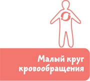 Как устроен человек Как устроен человек