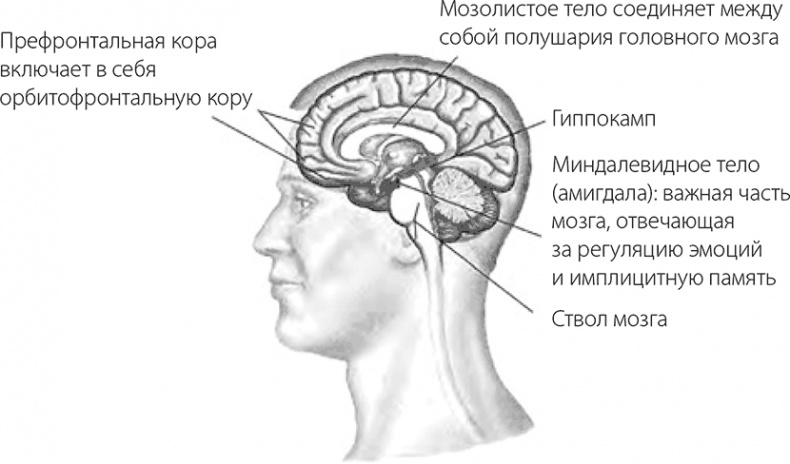 Внимательный мозг. Научный взгляд на медитацию Внимательный мозг. Научный взгляд на медитацию