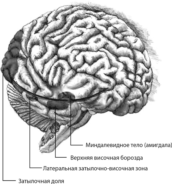 Внимательный мозг. Научный взгляд на медитацию Внимательный мозг. Научный взгляд на медитацию