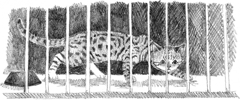 Котенок Рыжик, или Как найти сокровище Котенок Рыжик, или Как найти сокровище